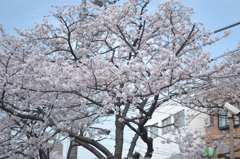桜＠荒川区あらかわ遊園　3