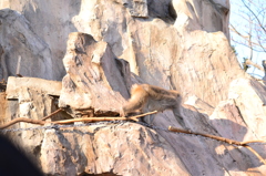 上野動物園のニホンザル