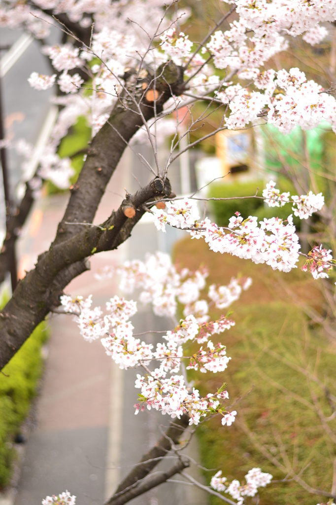 桜＠練馬区光が丘公園　5