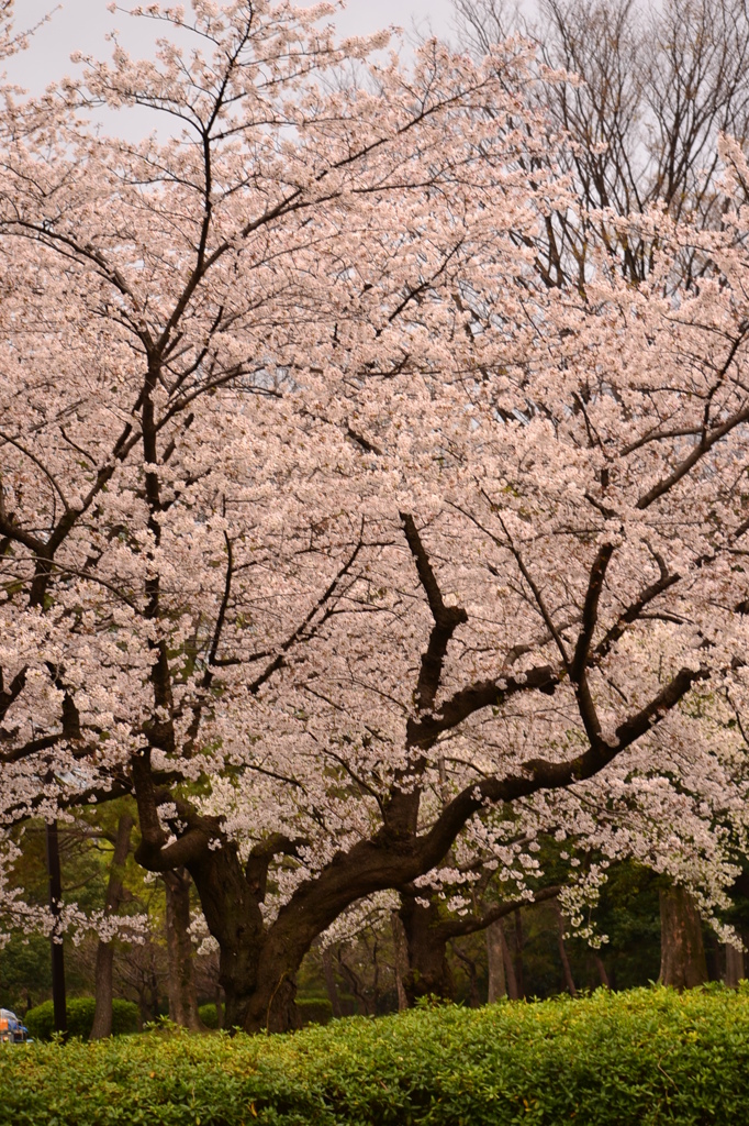 桜＠渋谷区代々木公園　2