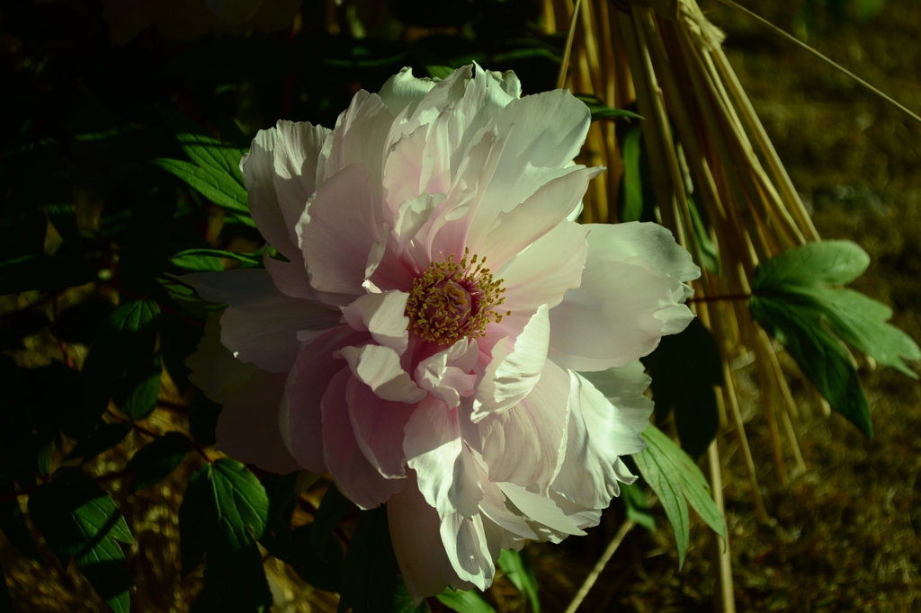 ボタンの花