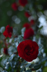 情熱の赤い薔薇 2