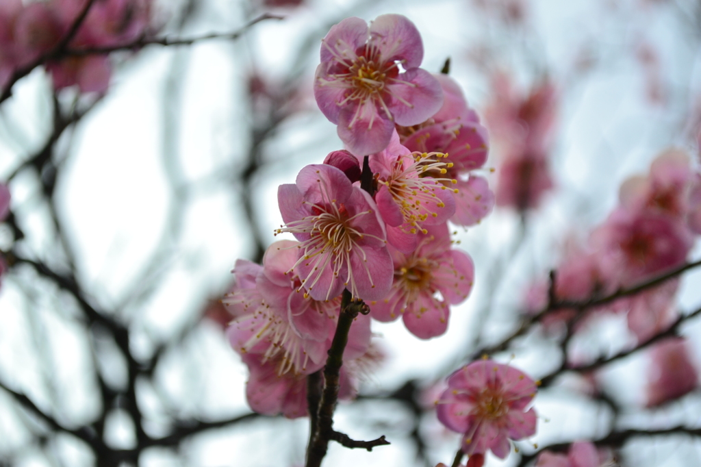 春を待ちわびる梅の花