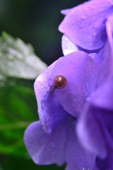 かたつむりと紫陽花