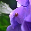 かたつむりと紫陽花