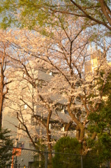 桜＠新宿区戸山公園　5