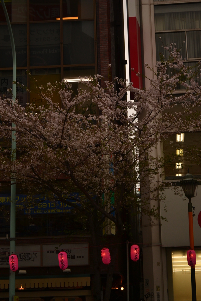 桜＠中野区中野通り　1