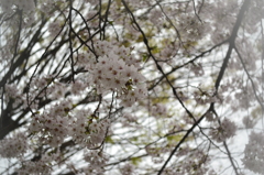桜＠杉並区善福寺川公園　3