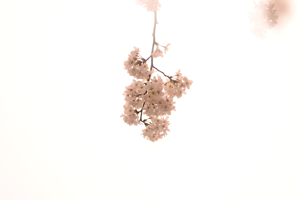 桜＠世田谷区浄真寺　4