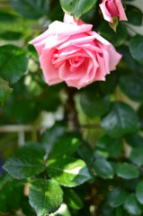 優雅な薔薇　3