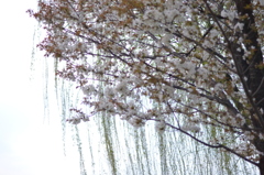 桜＠台東区上野公園　1