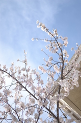 桜＠板橋区小豆沢公園　5