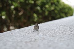 弱った蝶の休憩所