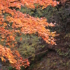 秋を探して2014@古峯神社_26