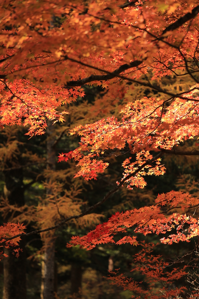 秋を探して2014@古峯神社_08