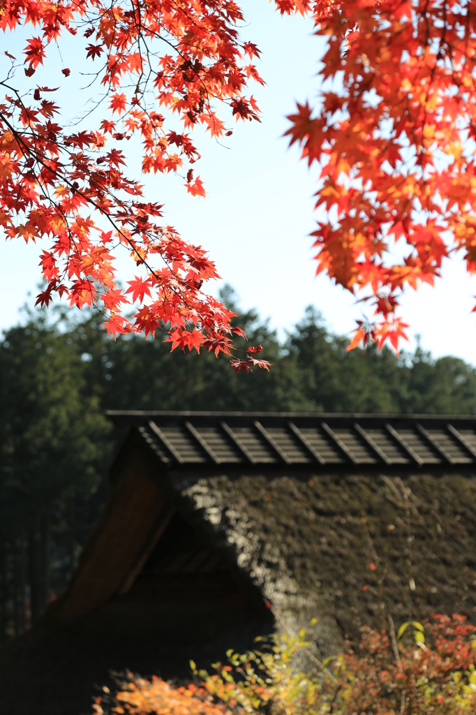 秋を探して2014@古峯神社_04