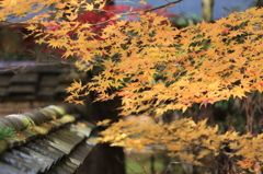 秋を探して2014@古峯神社_23