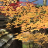 秋を探して2014@古峯神社_23