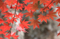 秋を探して2014@古峯神社_21