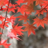 秋を探して2014@古峯神社_21