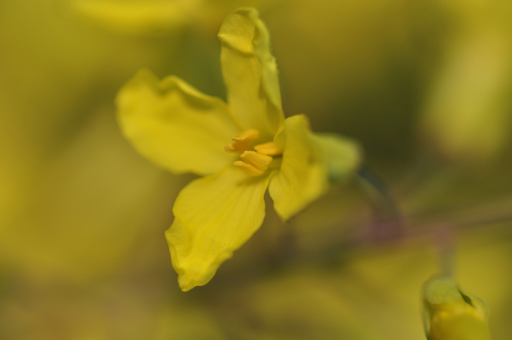 生きる　DSC_0046