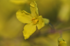 生きる　DSC_0046