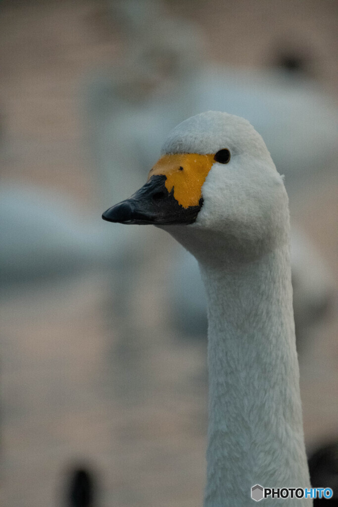 風格