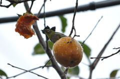 これは甘いぞ！DSC_0013