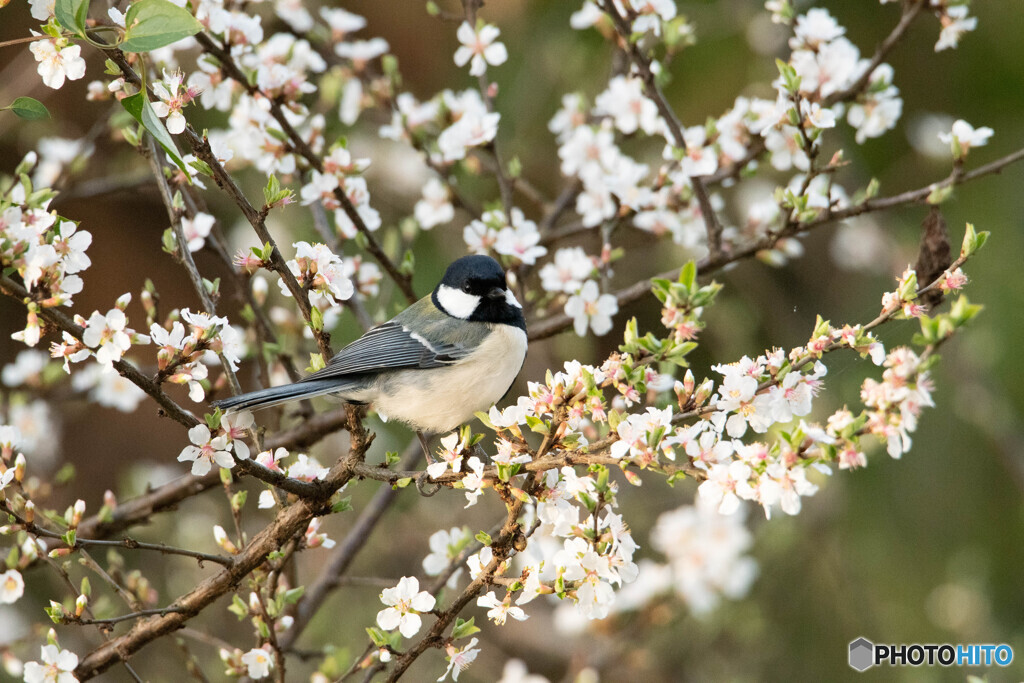 花の蜜を