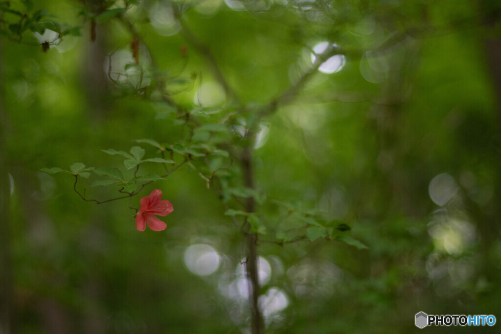紅一つ