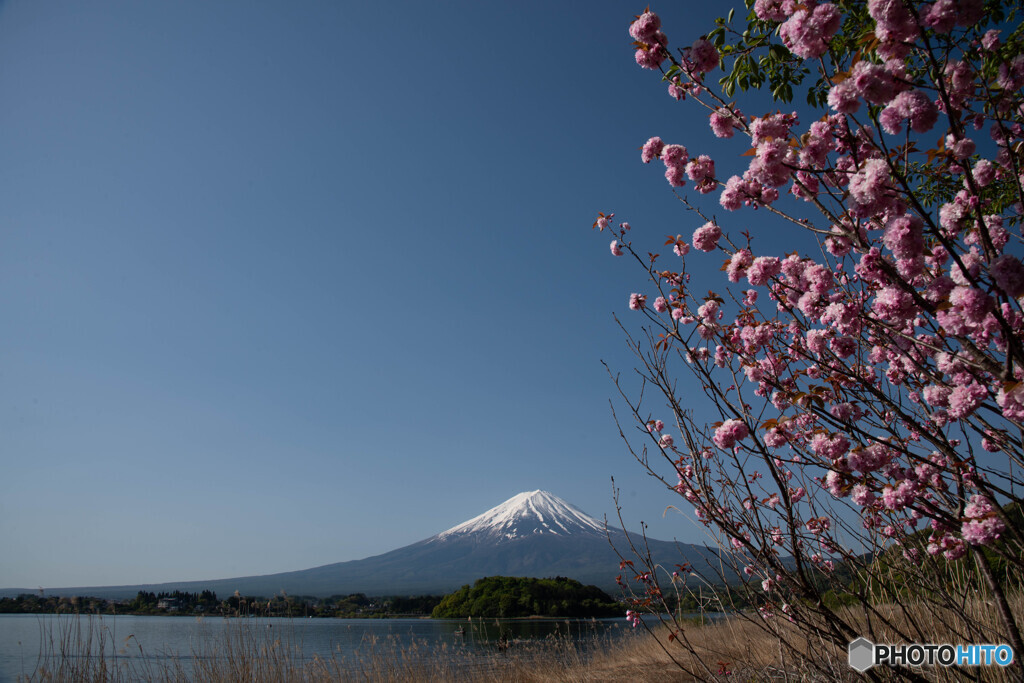 春到来の河口湖