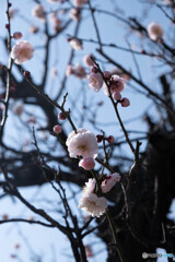漸く、綻び始めて