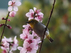 桃に惹かれて