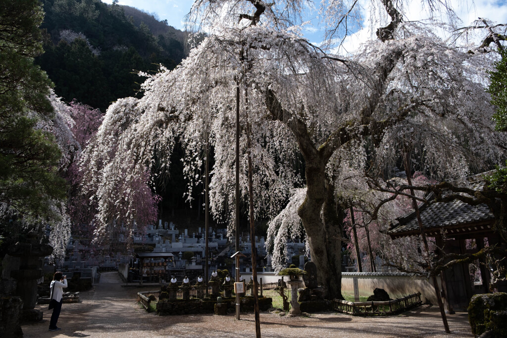 桜に魅せられて