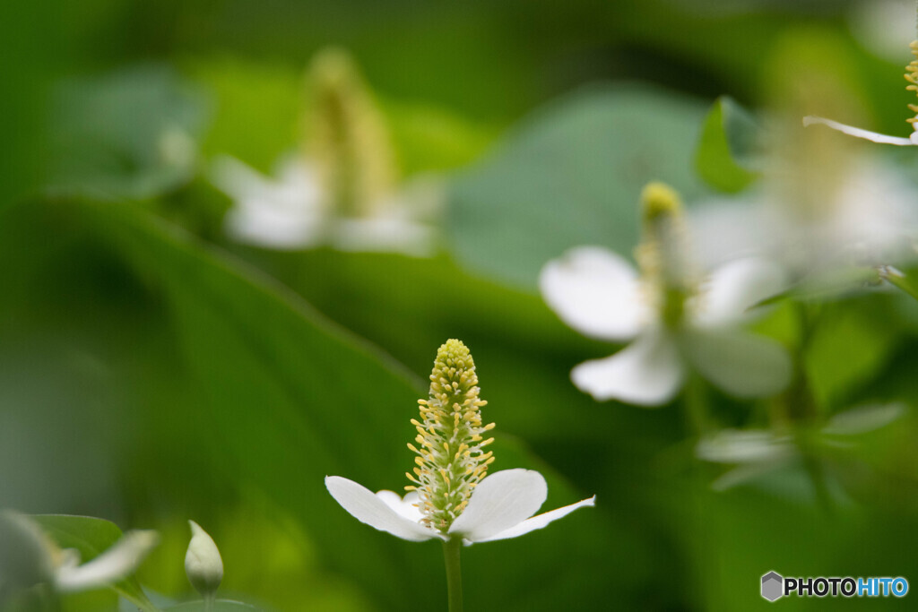 最近、よく見かけます