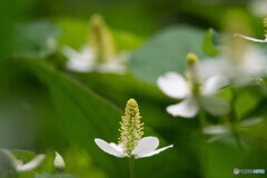 最近、よく見かけます