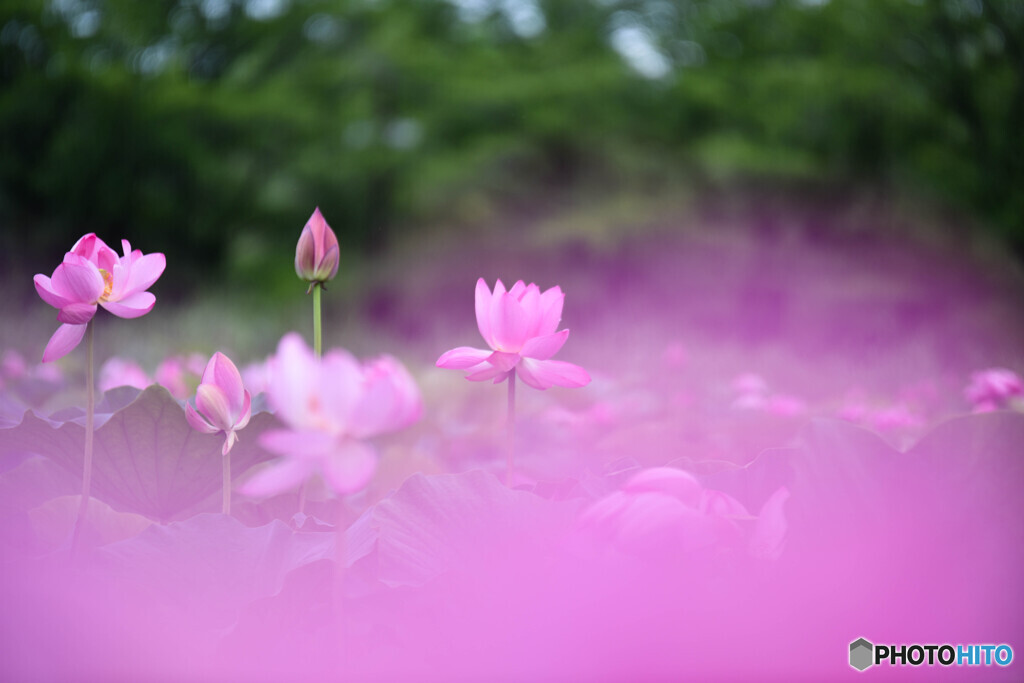 見頃を迎えていました