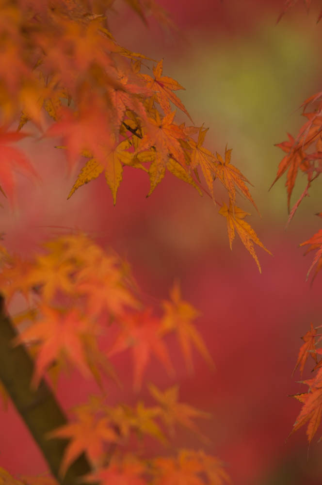 華やぐ頃　その２