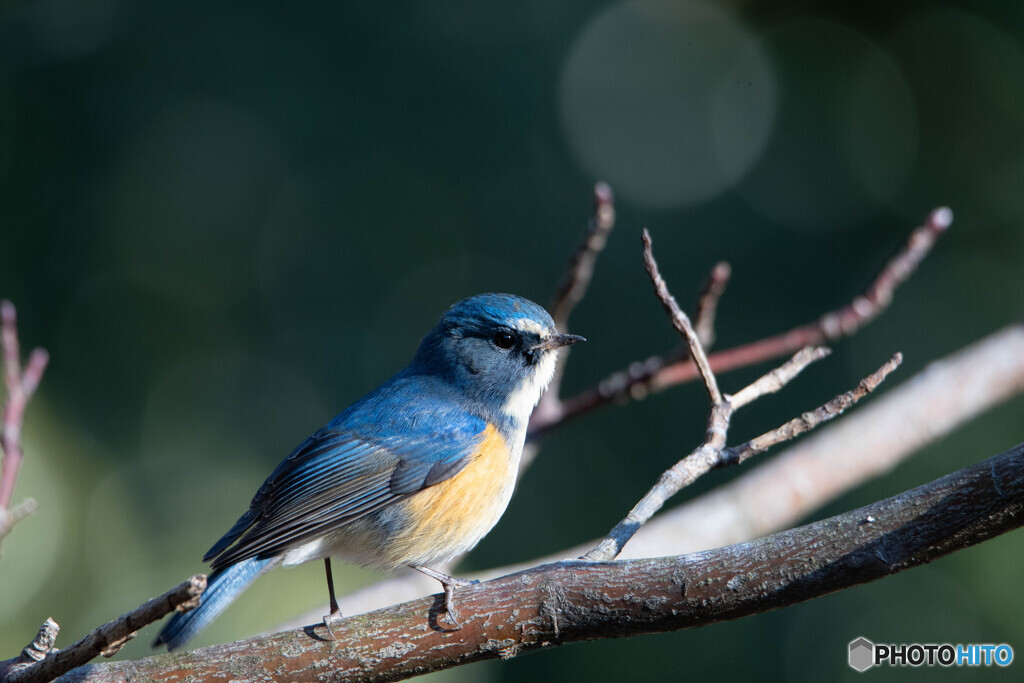 青い鳥に憧れて