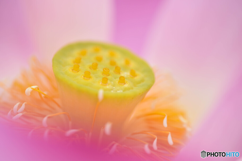 花弁に包まれて