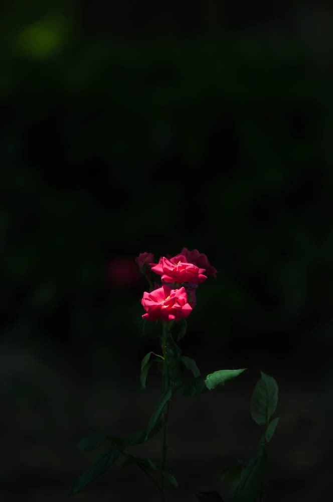 木漏れ日に