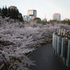 夜桜