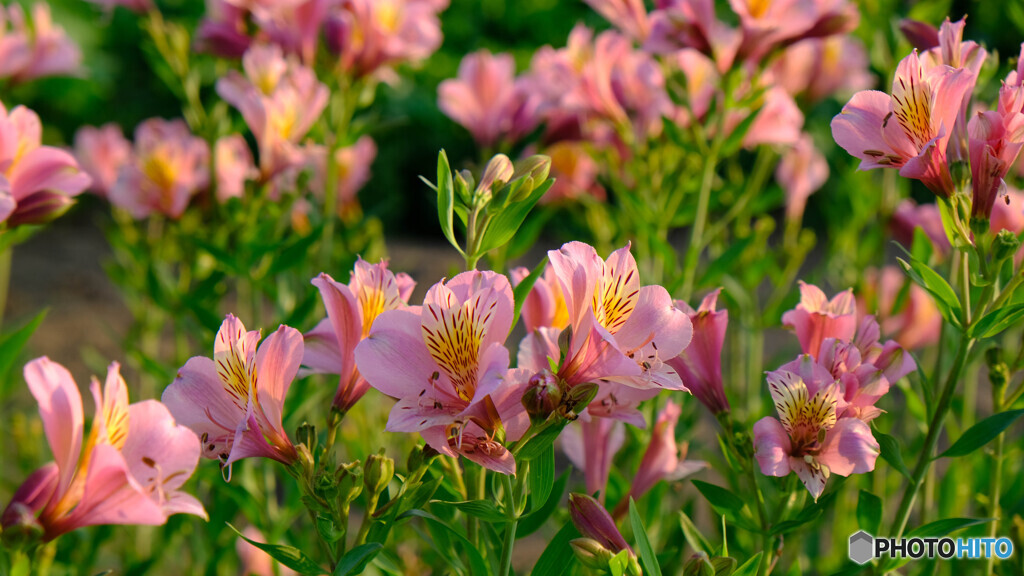 夕日に照らされて