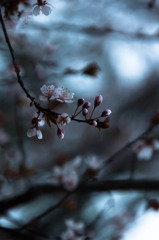 宵桜