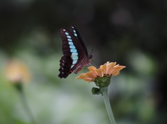 蜜を求めて