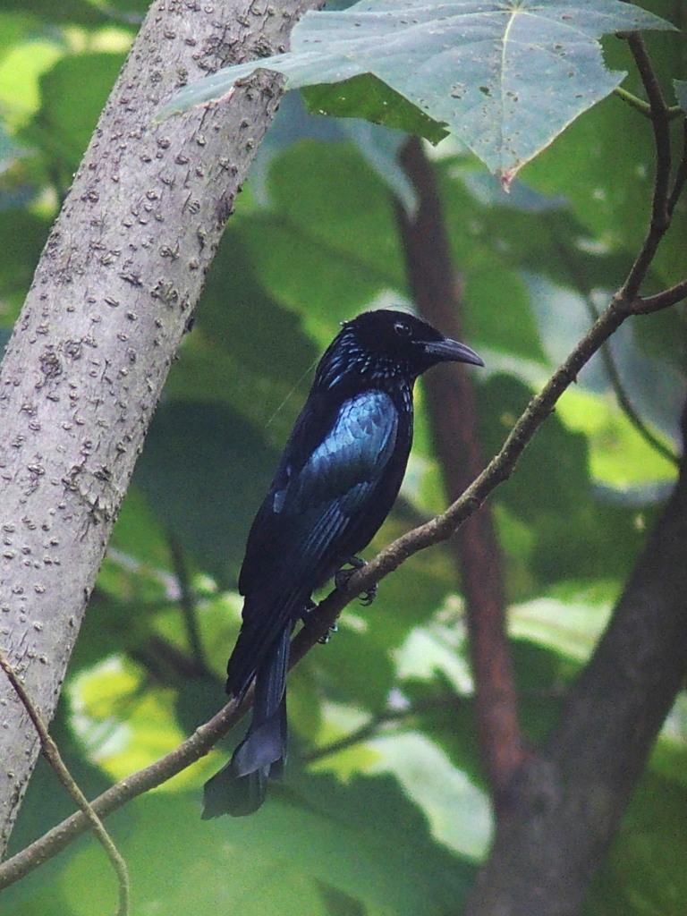 カンムリオウチュウ　その３