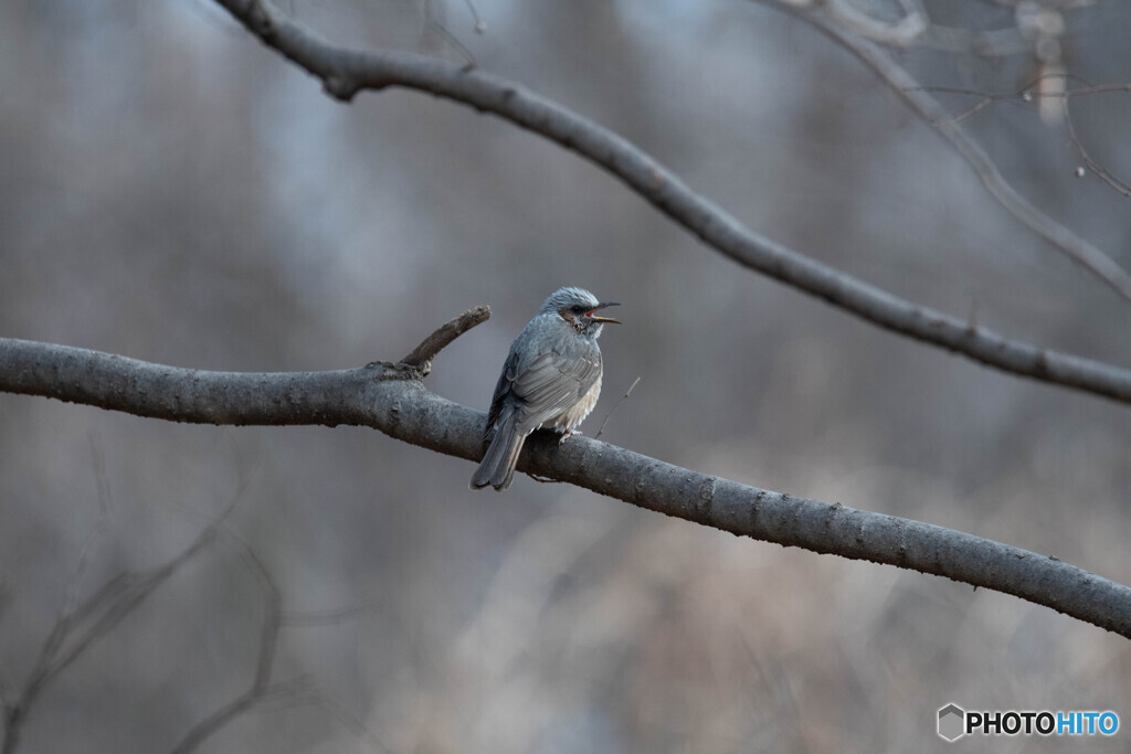 ヒヨドリが鳴いている冬