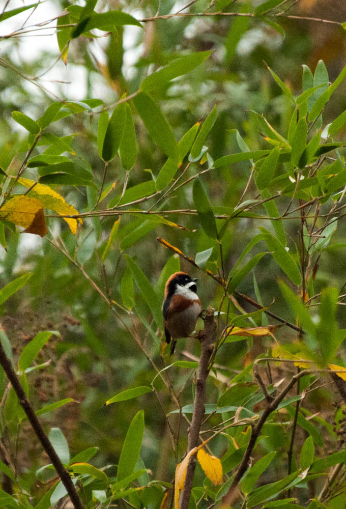 ヤマガラに似た野鳥