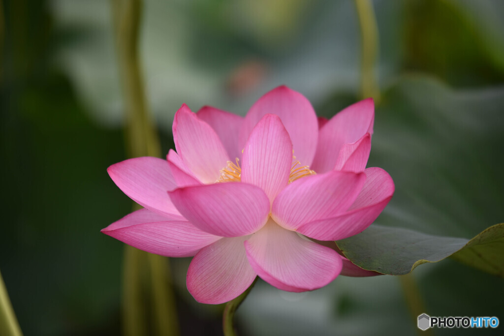一時の華