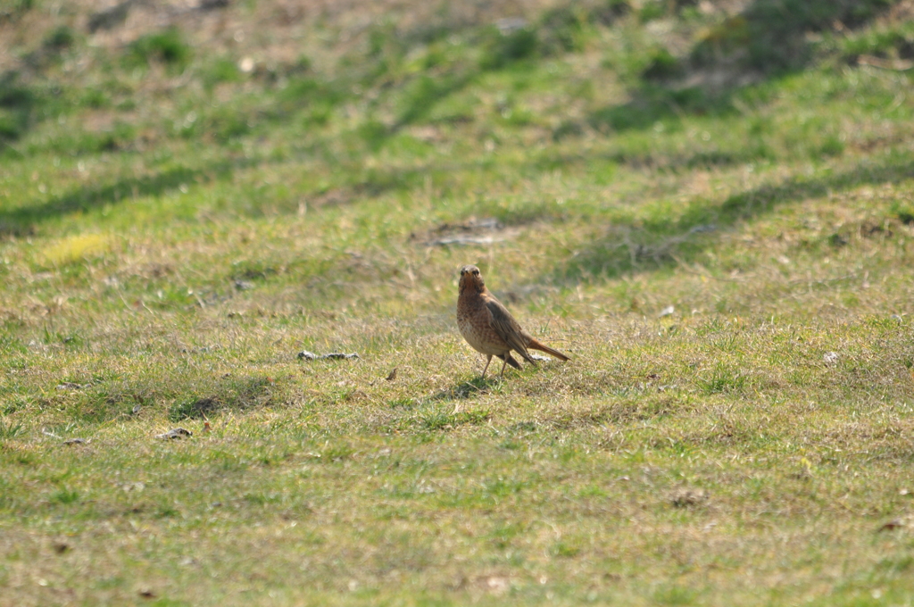 アイコンタクト　DSC_0443